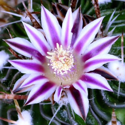  Echinofossulocactus Multicostatus Cactus Plant