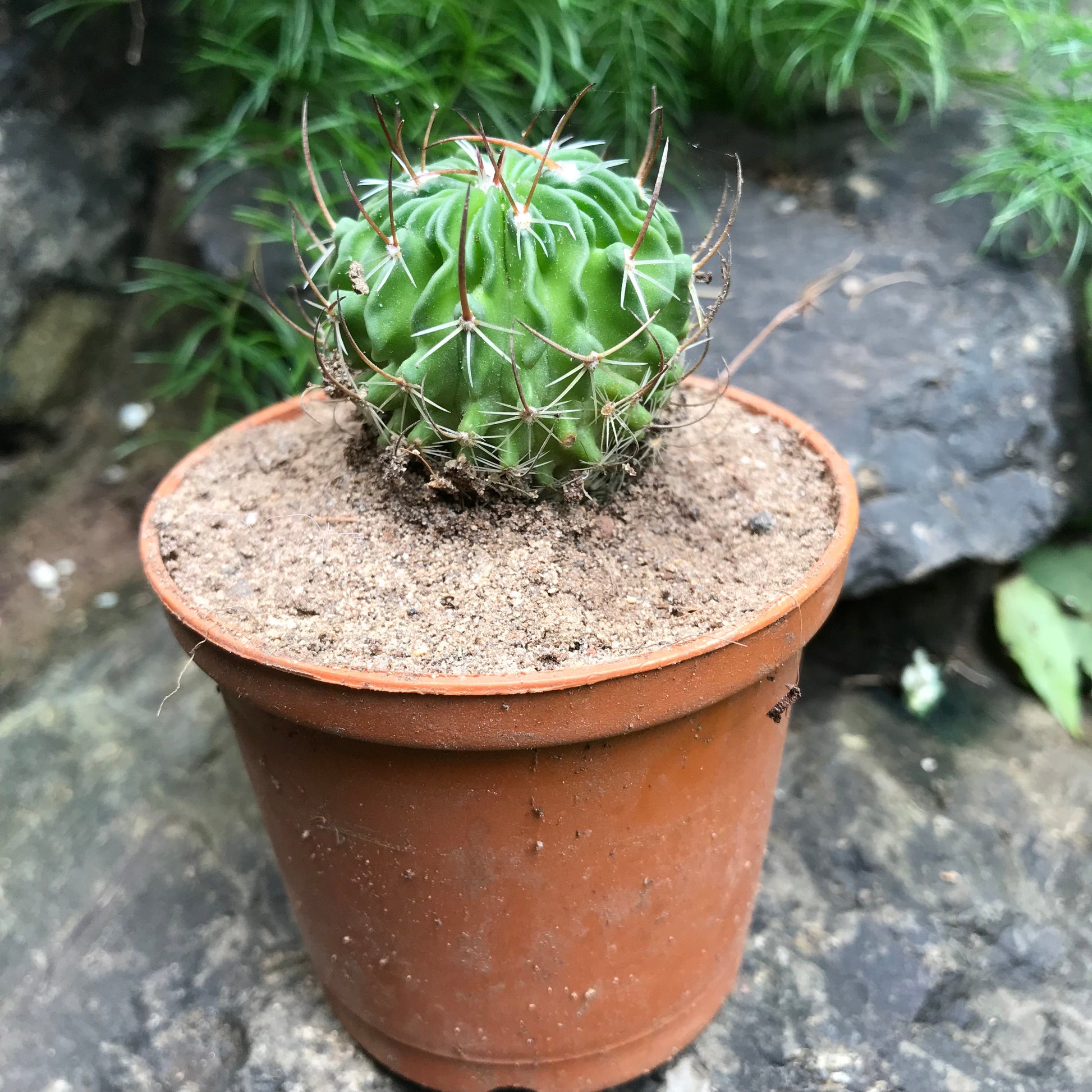  Echinofossulocactus Multicostatus Cactus Plant