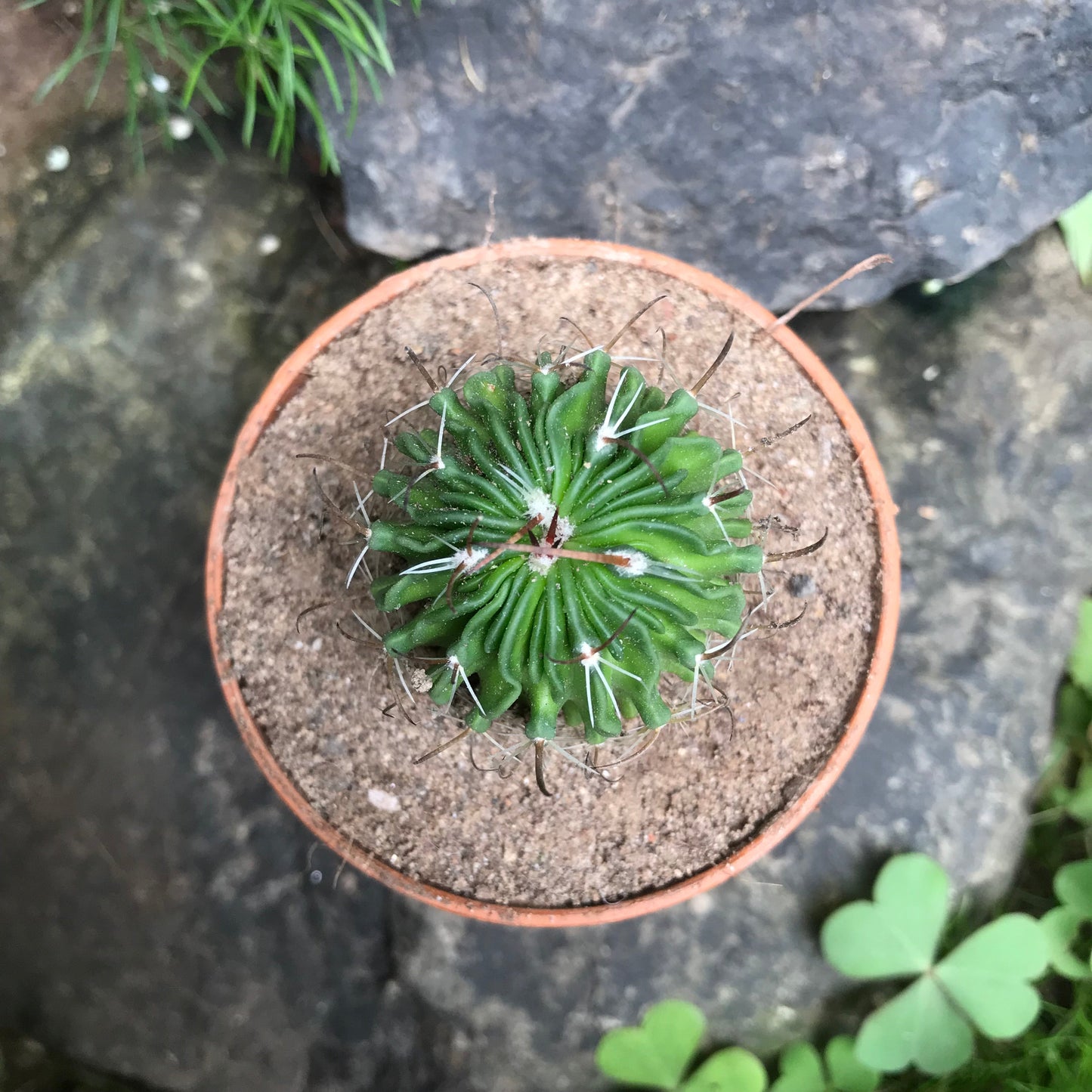  Echinofossulocactus Multicostatus Cactus Plant