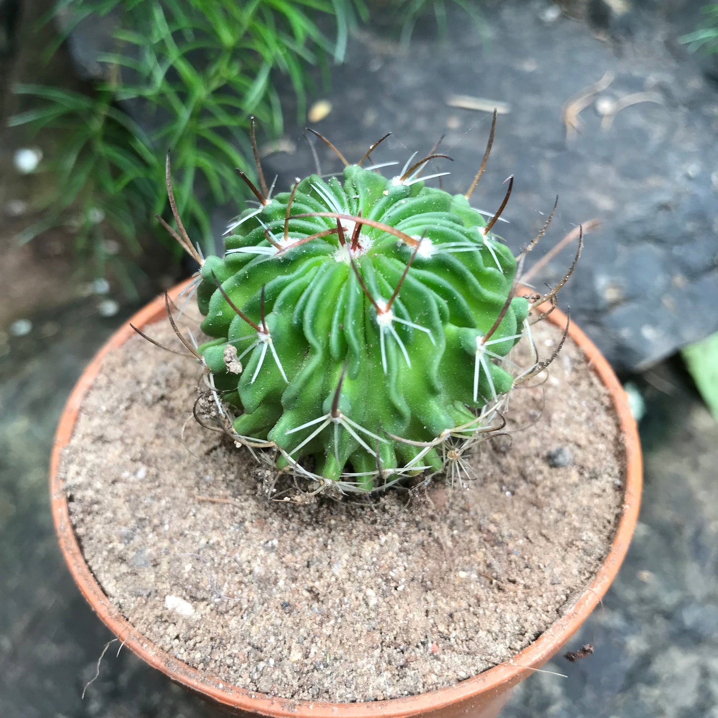  Echinofossulocactus Multicostatus Cactus Plant