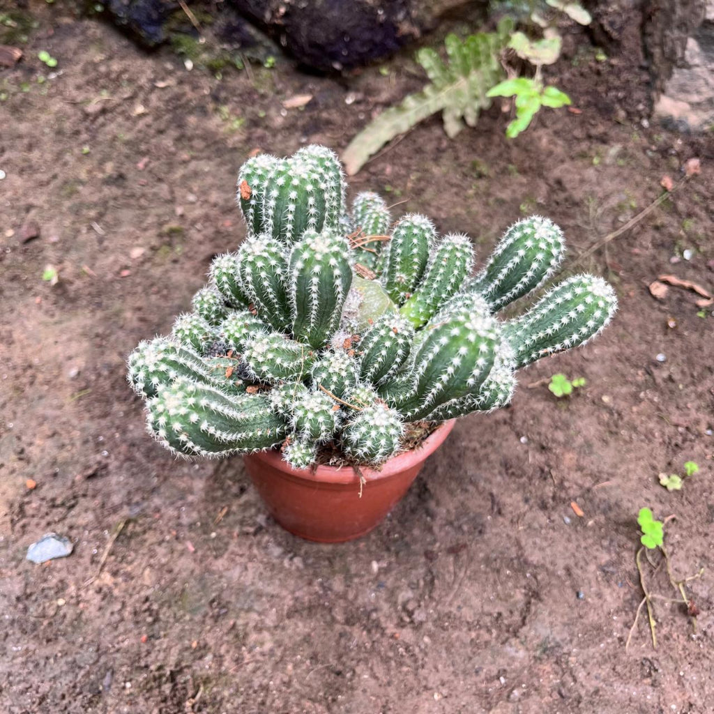  Echinopsis Cucumber Cactus Plant