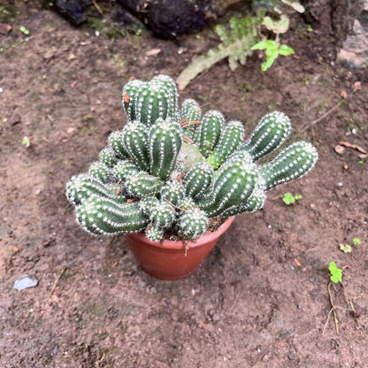 Echinopsis Cucumber Cactus Plant