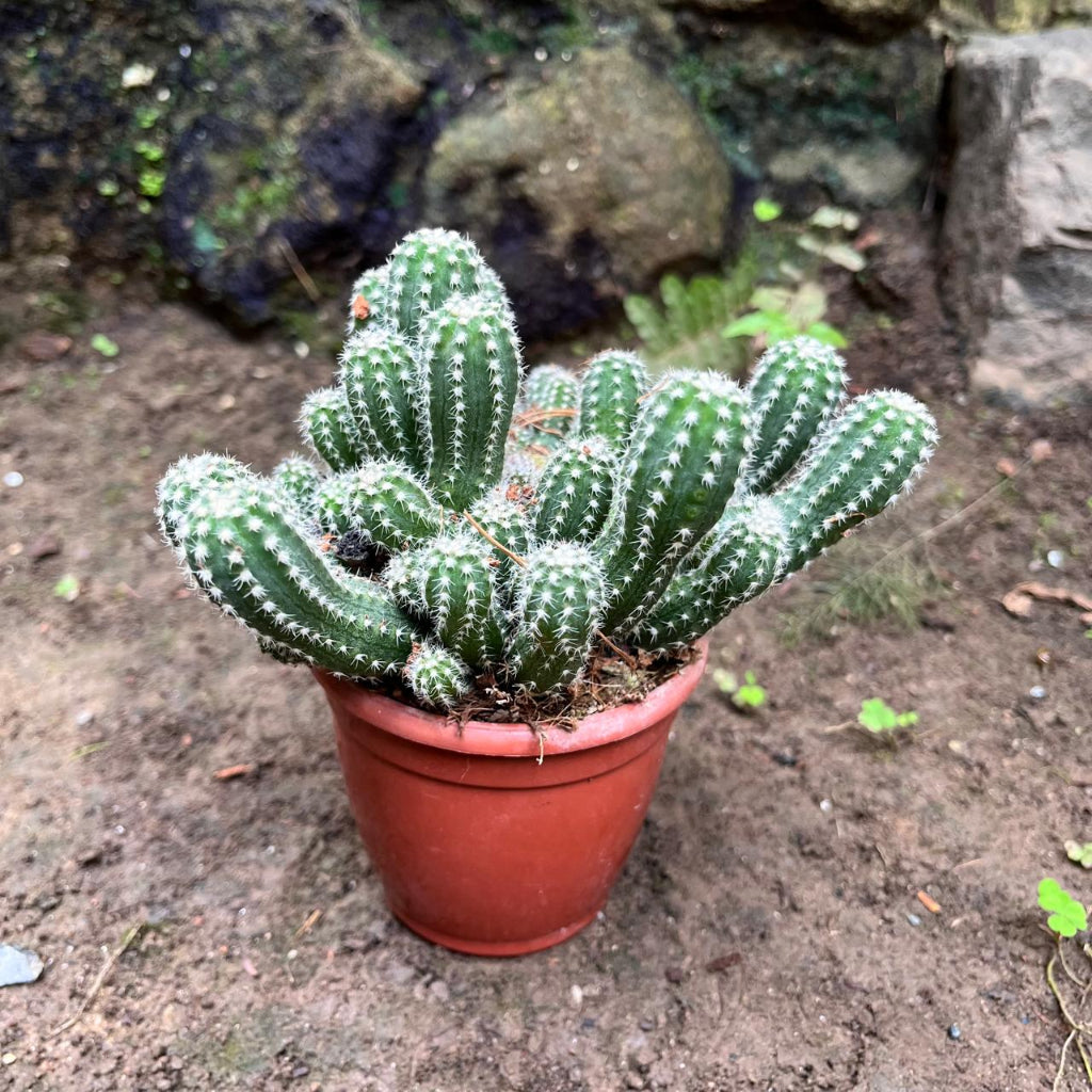  Echinopsis Cucumber Cactus Plant
