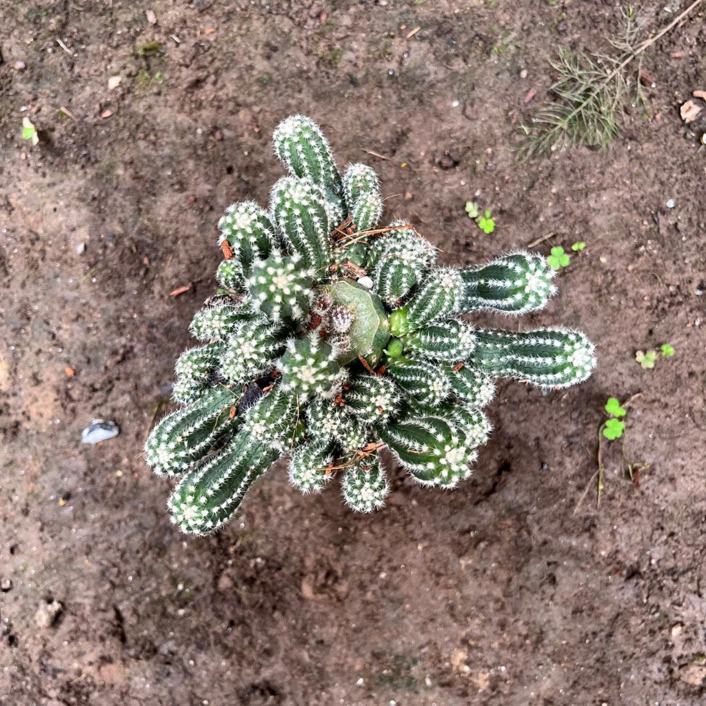  Echinopsis Cucumber Cactus Plant
