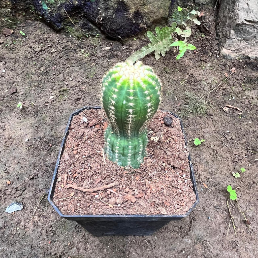  Echinopsis ‘Cupcake’ Cactus Plant