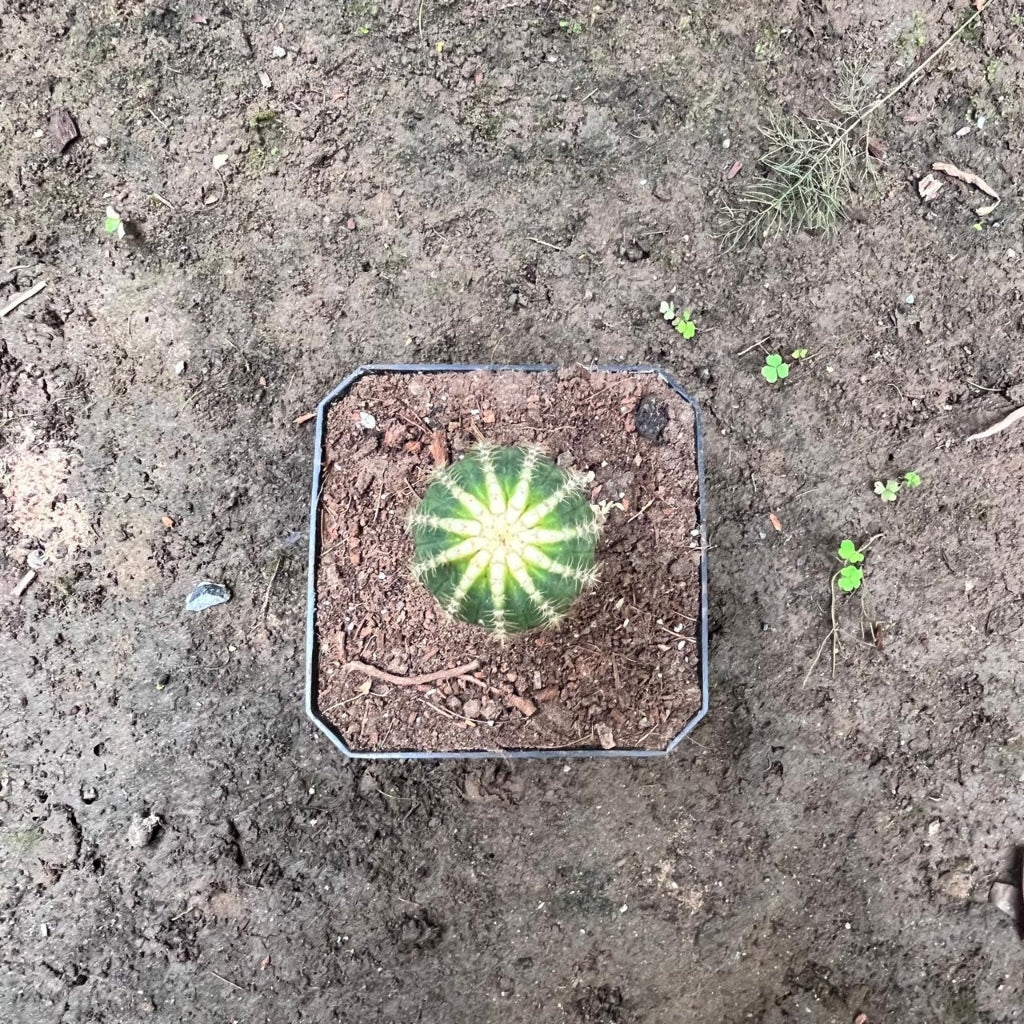  Echinopsis ‘Cupcake’ Cactus Plant