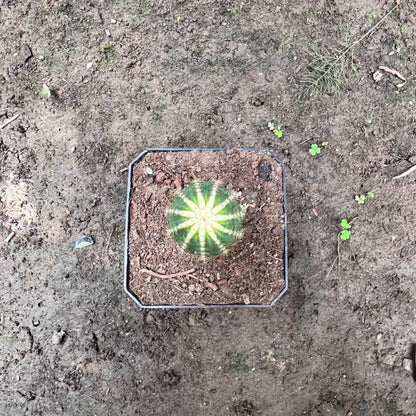  Echinopsis ‘Cupcake’ Cactus Plant