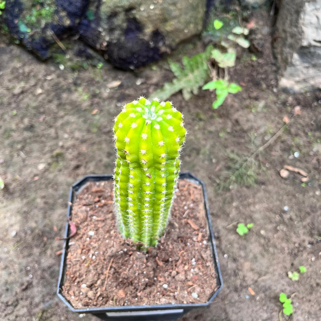 Echinopsis Lemon Cactus Plant