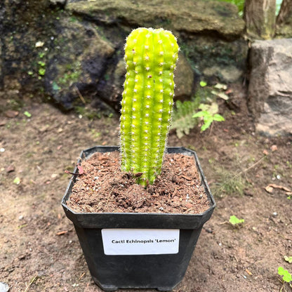  Echinopsis Lemon Cactus Plant