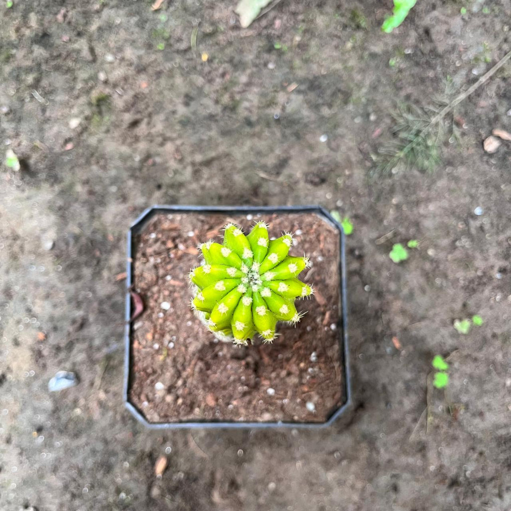  Echinopsis Lemon Cactus Plant