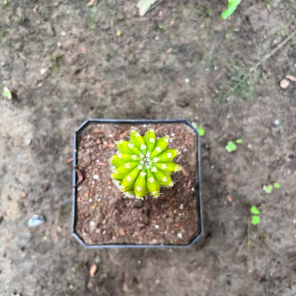  Echinopsis Lemon Cactus Plant