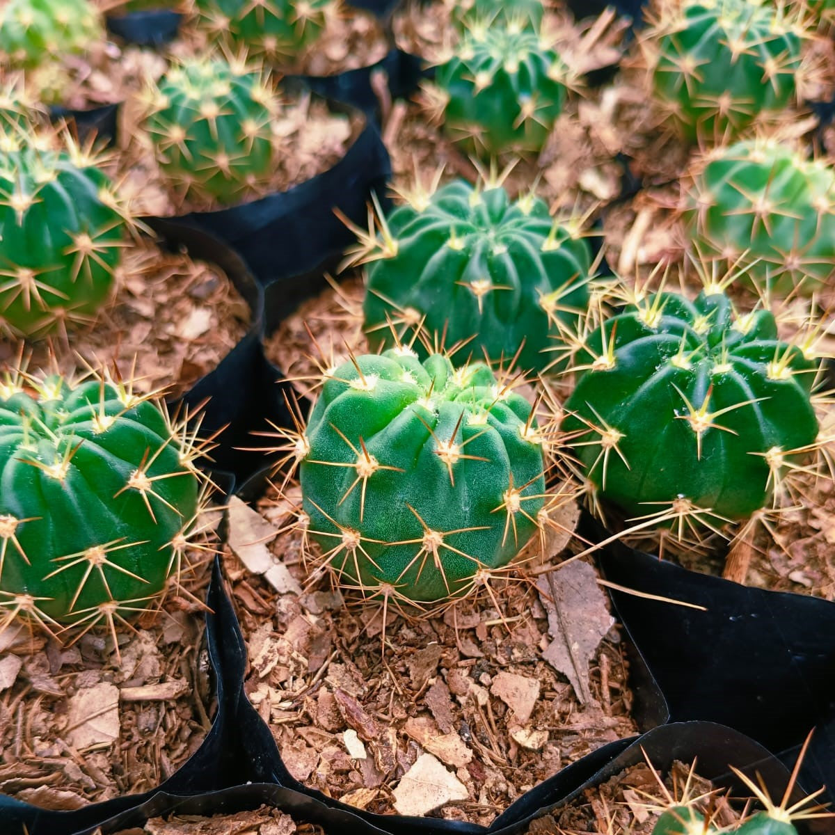  Echinopsis Oxygona Cactus Plant
