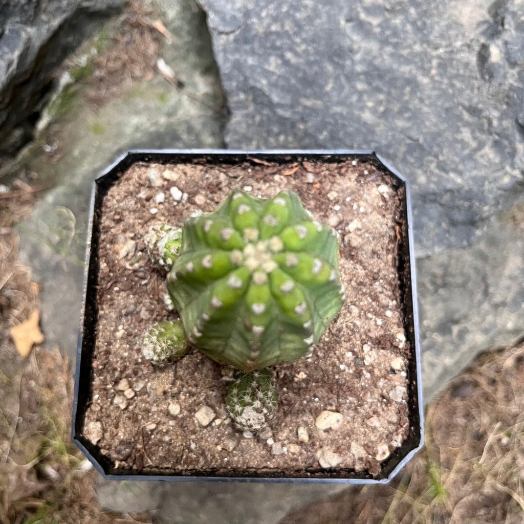  Echinopsis Subdenudata Inermis Cactus Plant