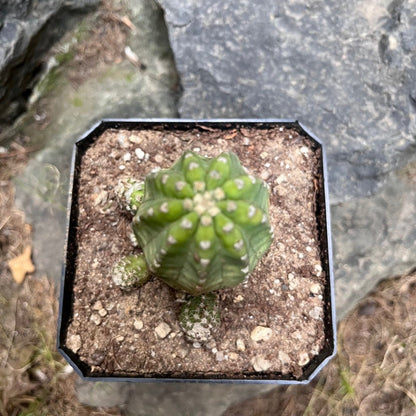  Echinopsis Subdenudata Inermis Cactus Plant