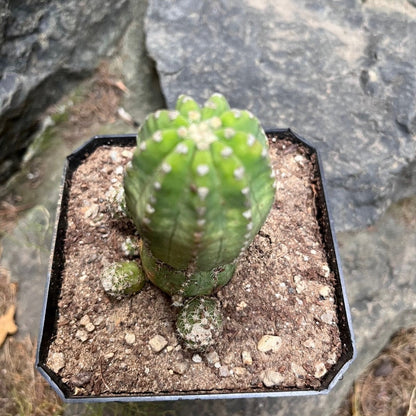  Echinopsis Subdenudata Inermis Cactus Plant