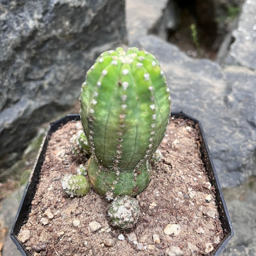  Echinopsis Subdenudata Inermis Cactus Plant
