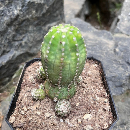  Echinopsis Subdenudata Inermis Cactus Plant