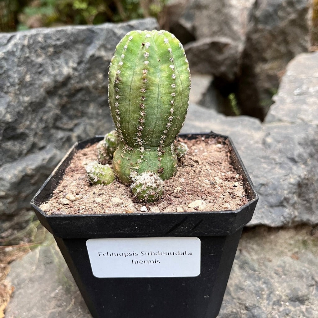  Echinopsis Subdenudata Inermis Cactus Plant