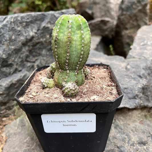  Echinopsis Subdenudata Inermis Cactus Plant