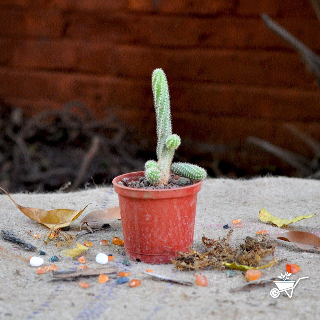  Echinopsis Chamaecereus Peanut Cactus Plant