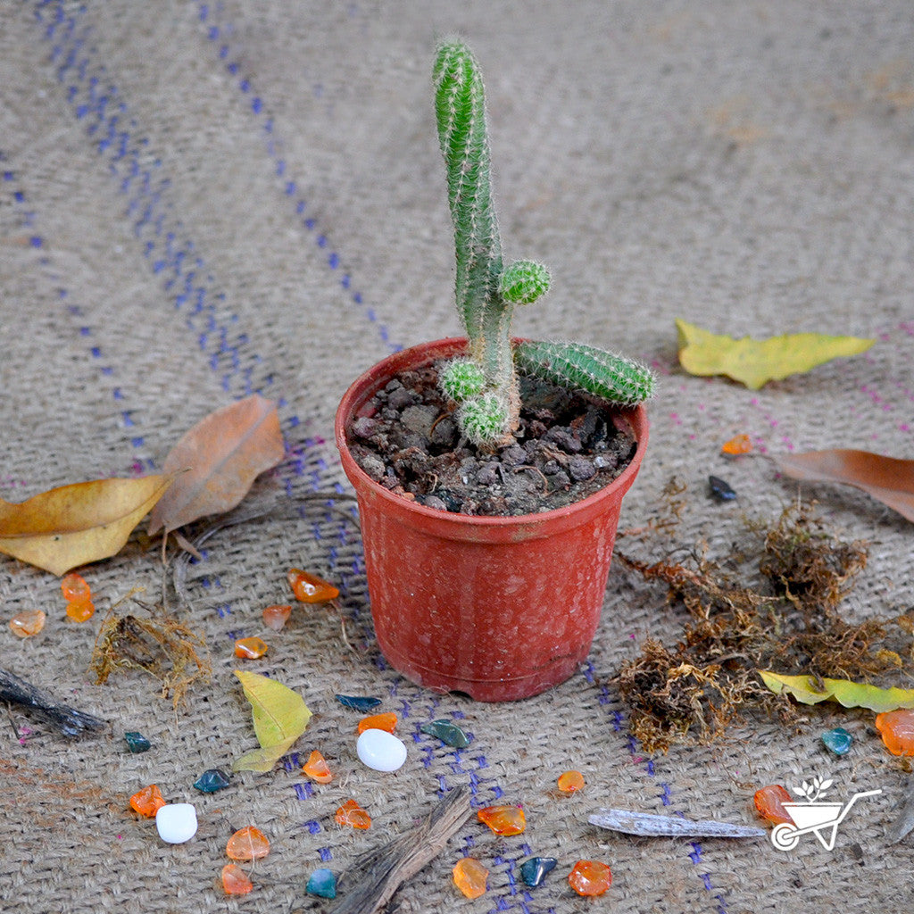  Echinopsis Chamaecereus Peanut Cactus Plant