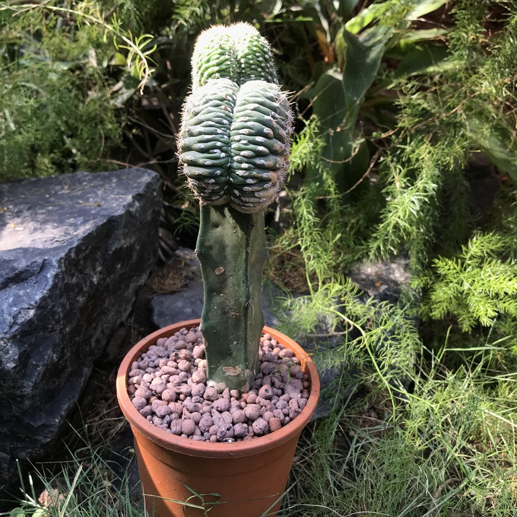  Echinopsis Pentlandii F. Cristata Cactus Plant