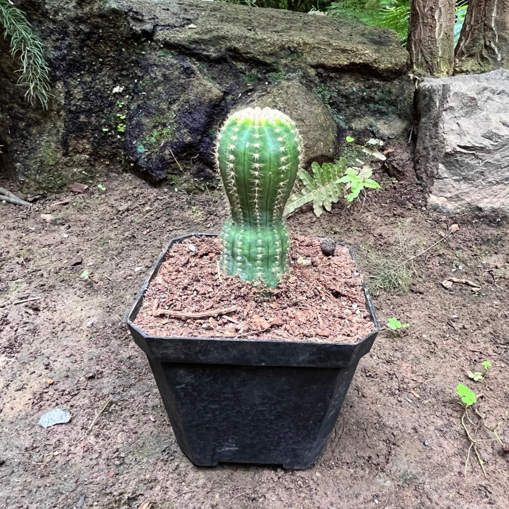  Echinopsis ‘Cupcake’ Cactus Plant