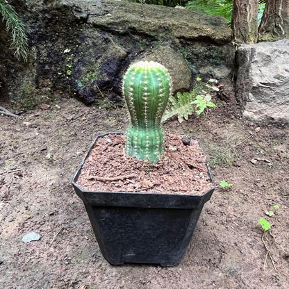  Echinopsis ‘Cupcake’ Cactus Plant