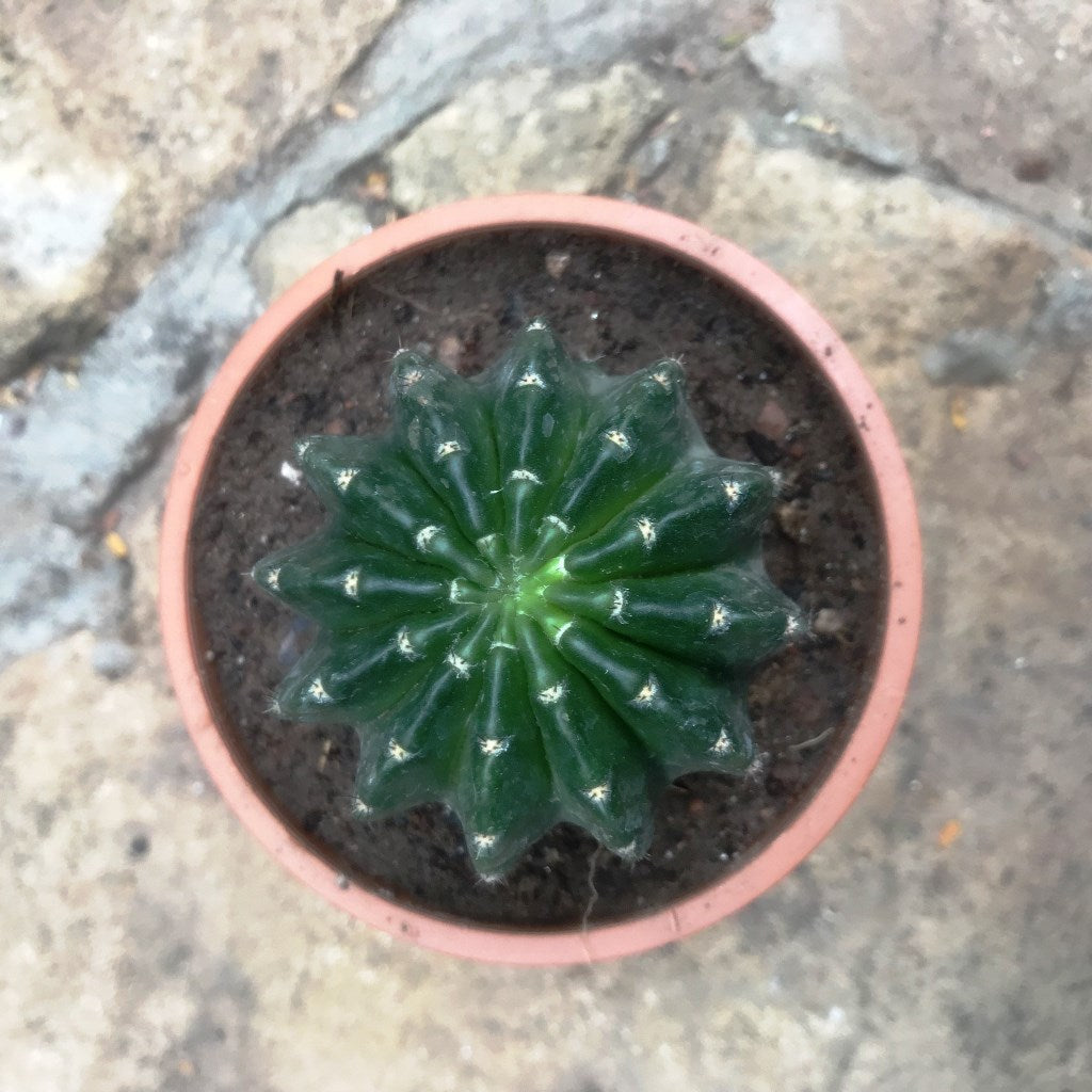  Echinopsis Eyriesii Cactus Plant