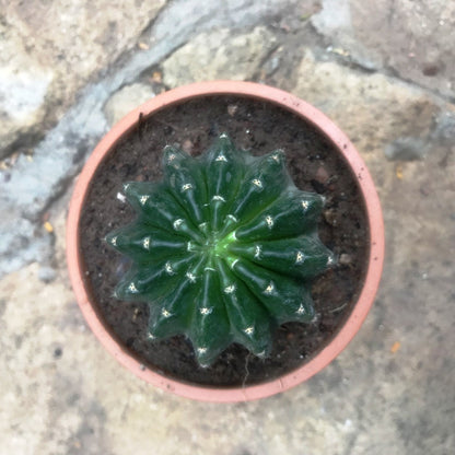  Echinopsis Eyriesii Cactus Plant