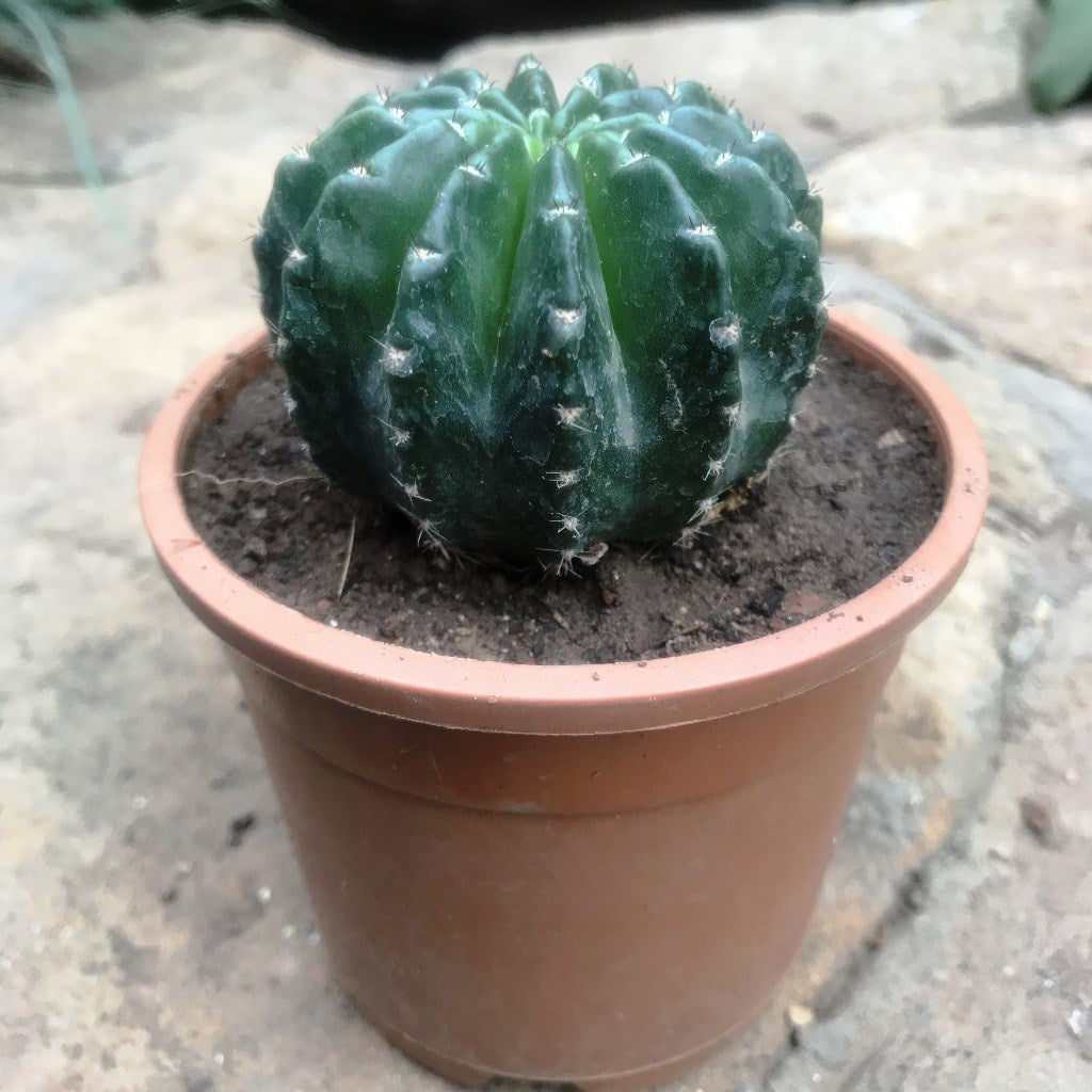  Echinopsis Eyriesii Cactus Plant