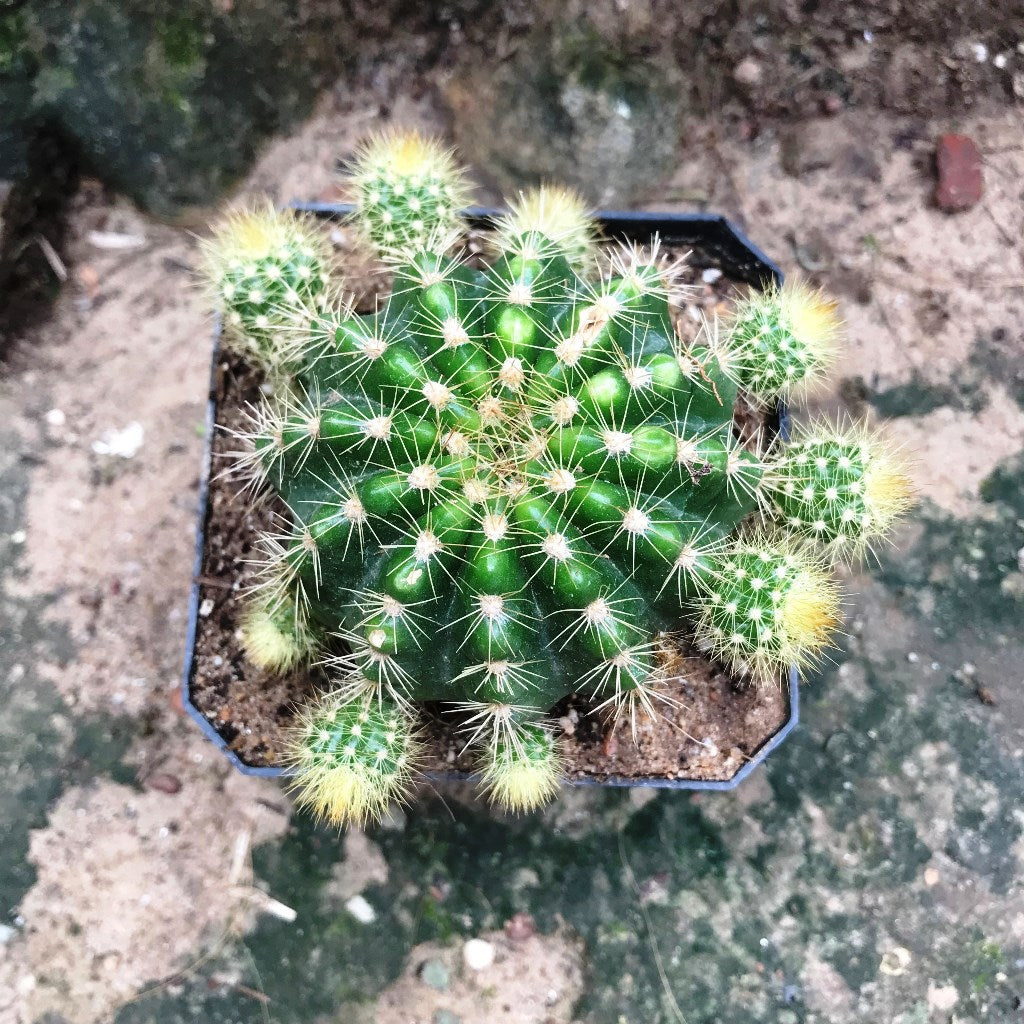  Echinopsis Rainbow Bursts Cactus Plant