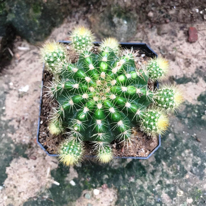  Echinopsis Rainbow Bursts Cactus Plant