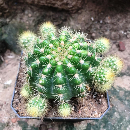  Echinopsis Rainbow Bursts Cactus Plant