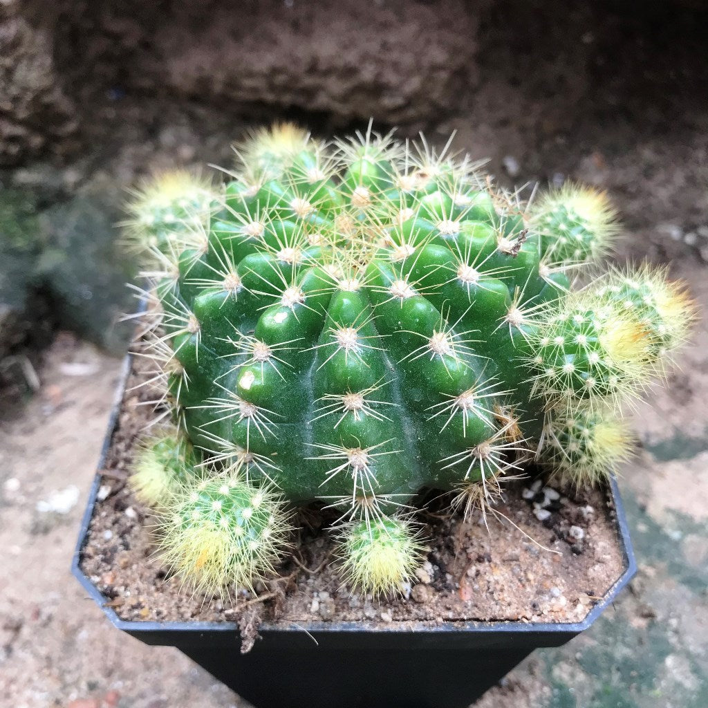  Echinopsis Rainbow Bursts Cactus Plant