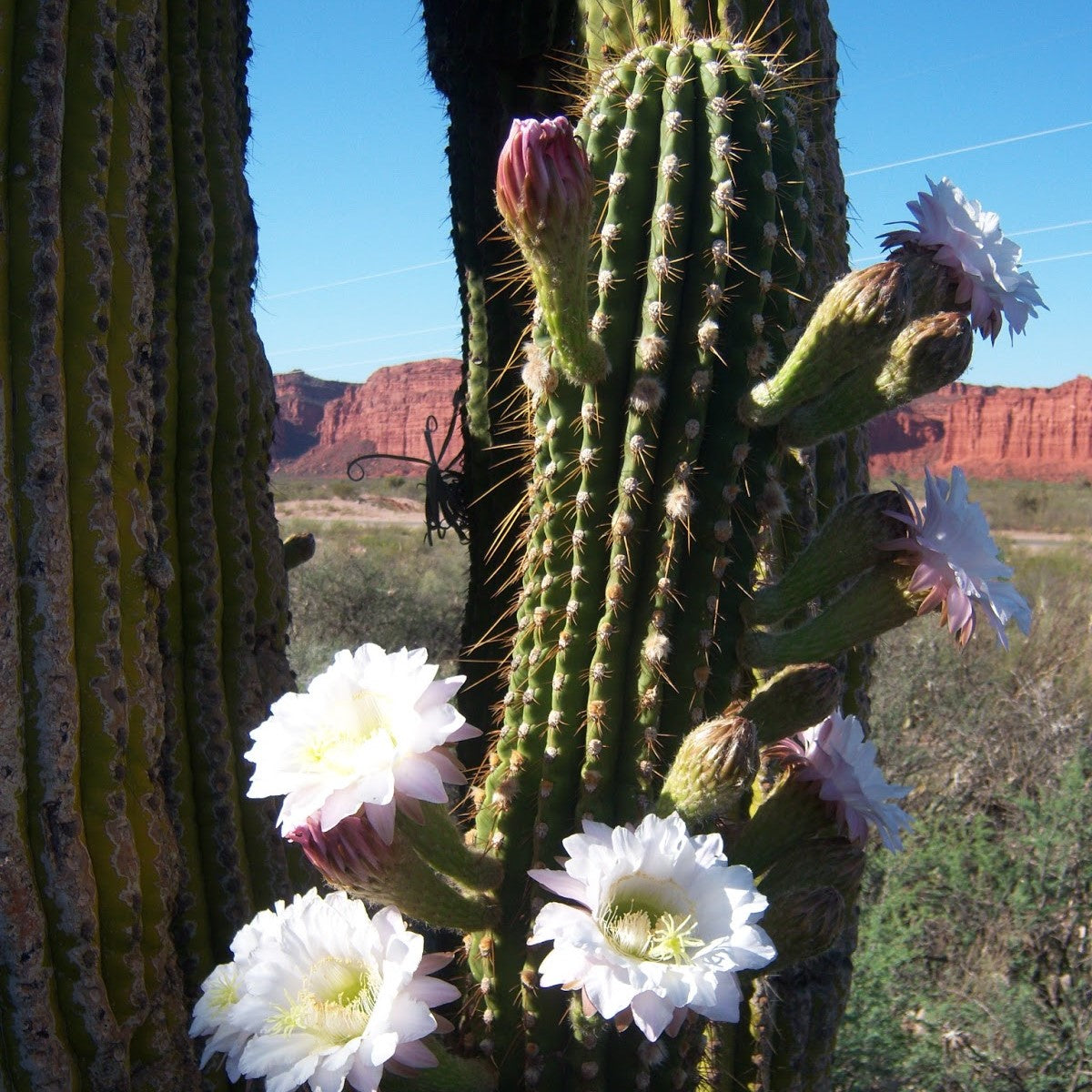  Echinopsis Terscheckii The Cardon Grande Cactus Plant