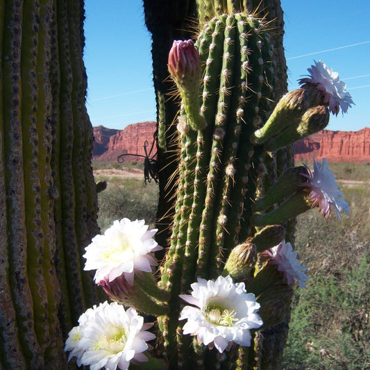  Echinopsis Terscheckii The Cardon Grande Cactus Plant
