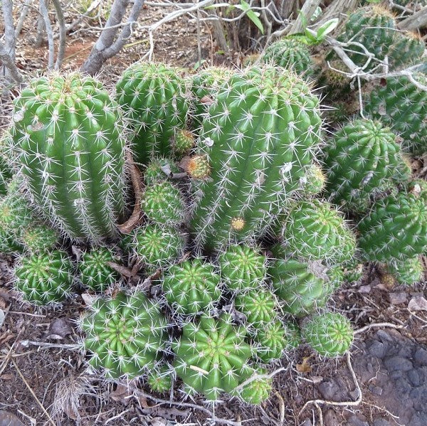  Echinopsis Calochlora Cactus Plant