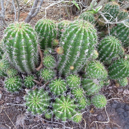  Echinopsis Calochlora Cactus Plant