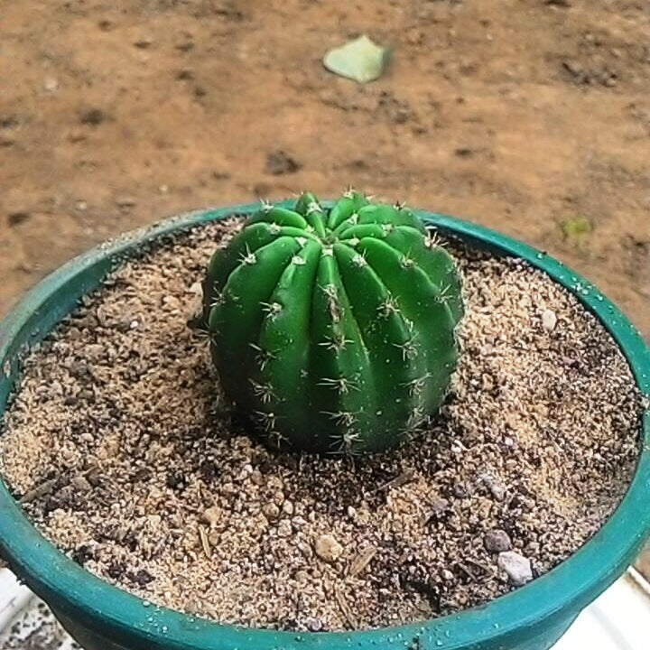  Echinopsis Oxygona Cactus Plant