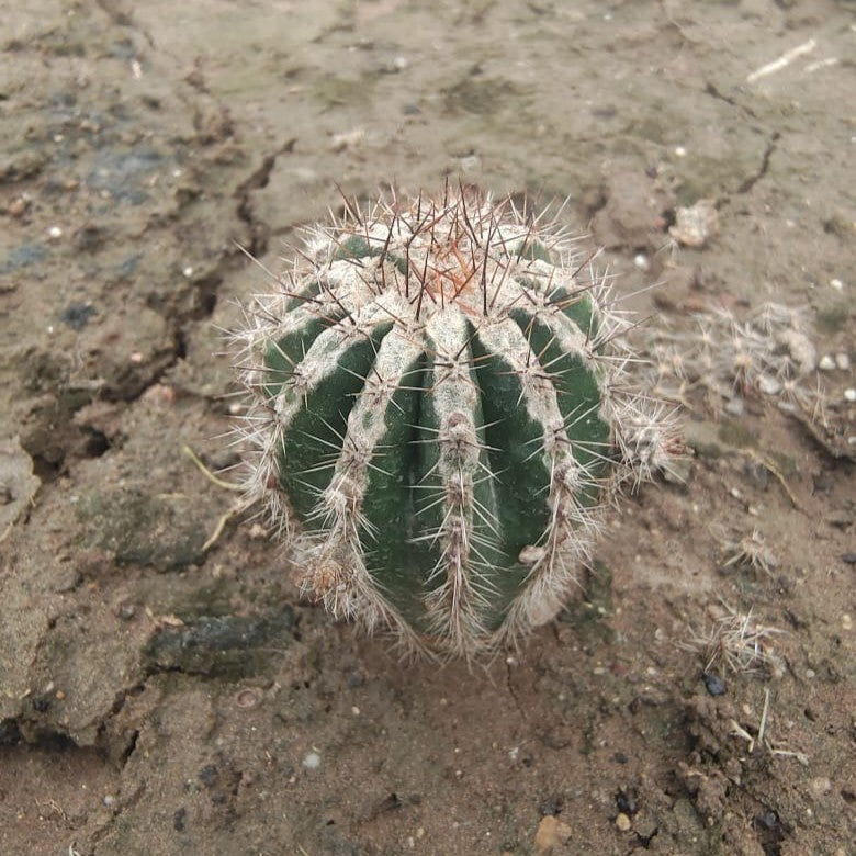  Echinopsis Hakujo Cactus Plant