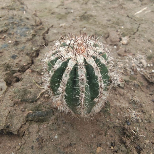  Echinopsis Hakujo Cactus Plant