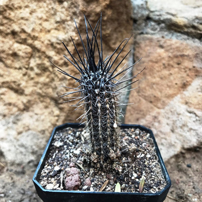  Setiechinopsis Mirabilis Flower Of Prayer Cactus Plant