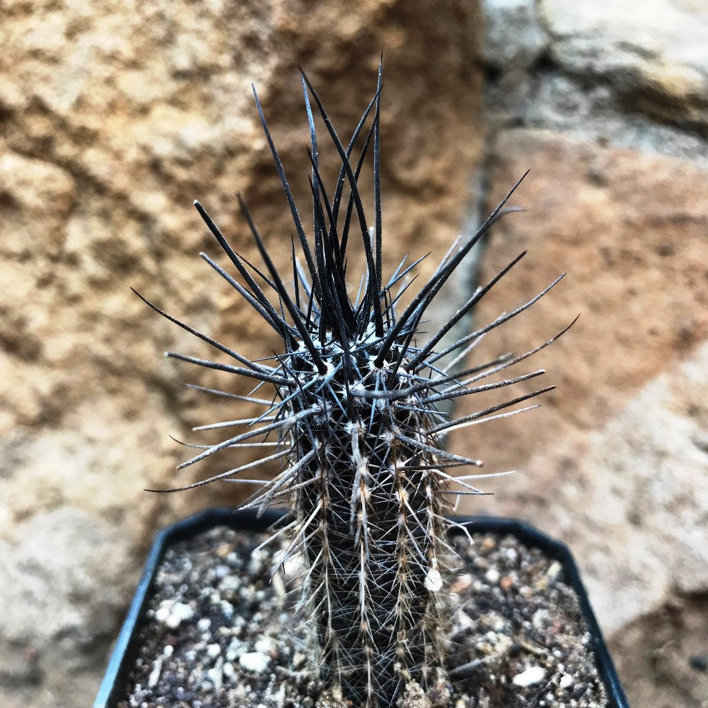  Setiechinopsis Mirabilis Flower Of Prayer Cactus Plant