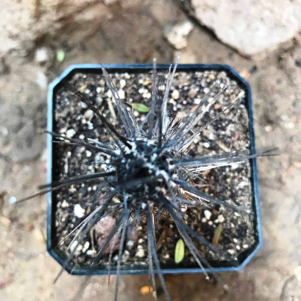  Setiechinopsis Mirabilis Flower Of Prayer Cactus Plant