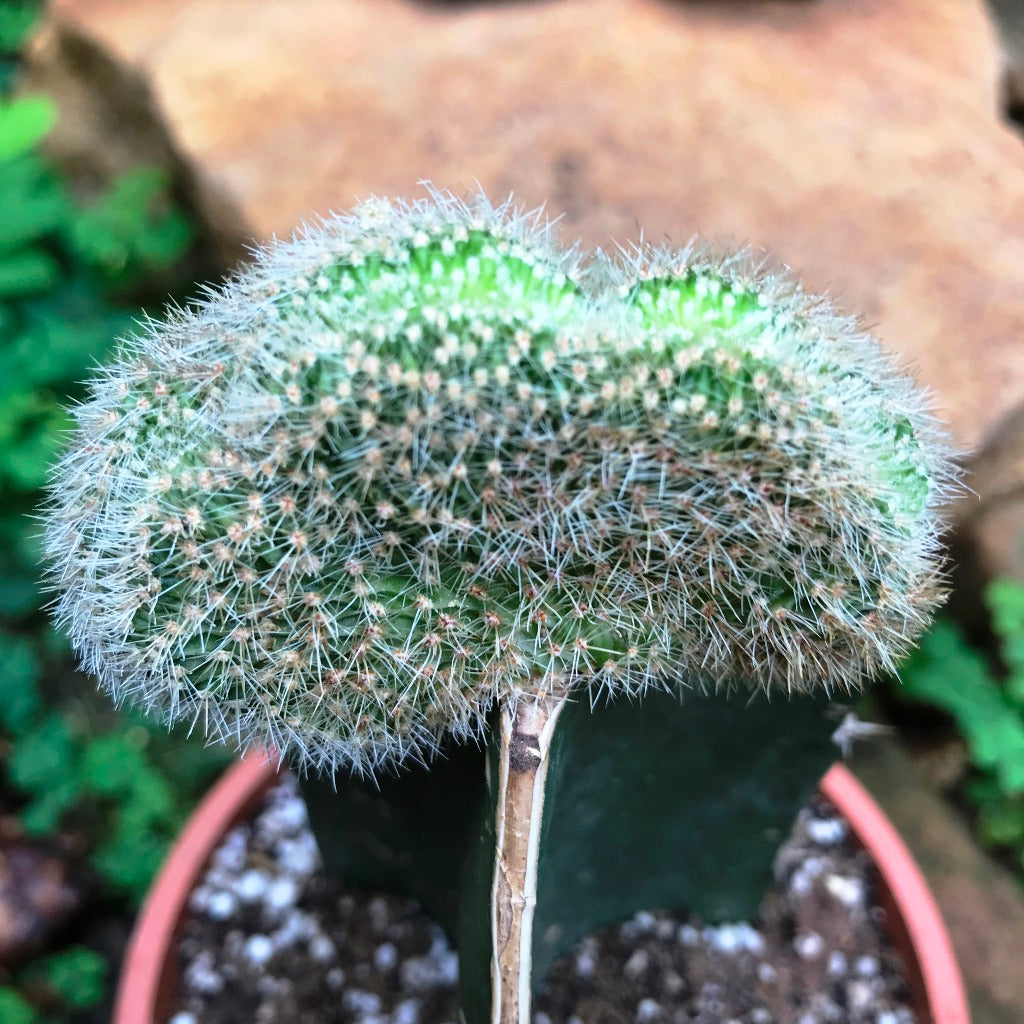  Echinopsis Silvestri F. Cristata Cactus Plant