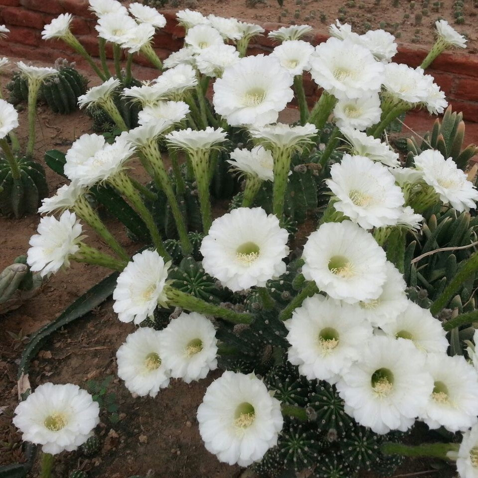  Echinopsis Oxygona Cactus Plant