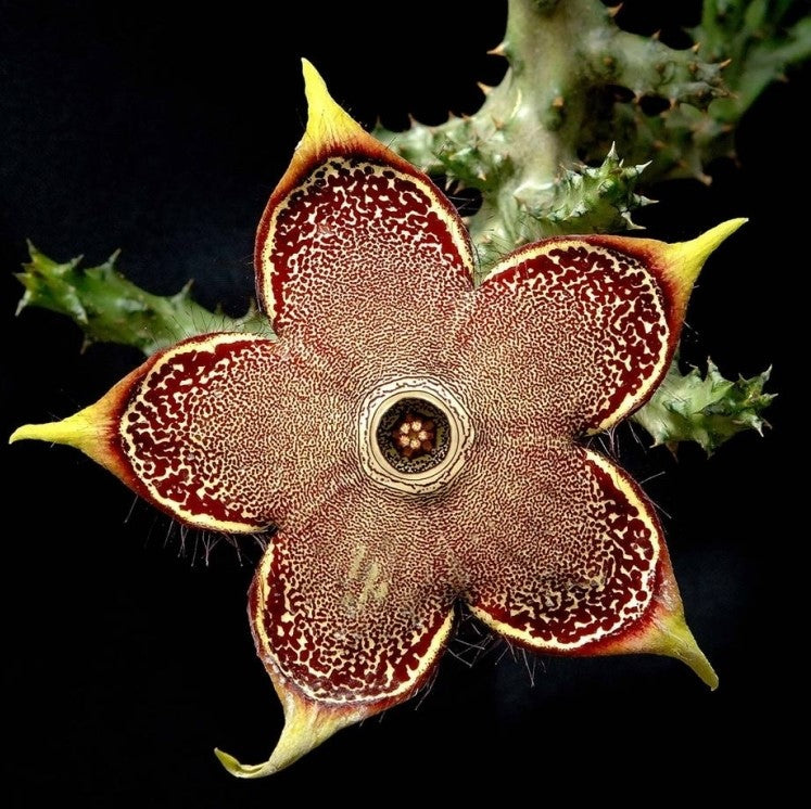  Edithocolea Grandish Succulent Plant