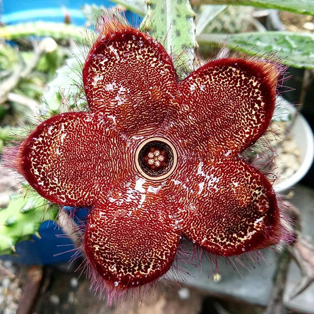  Edithcolea Grandish Clone Succulent Plant