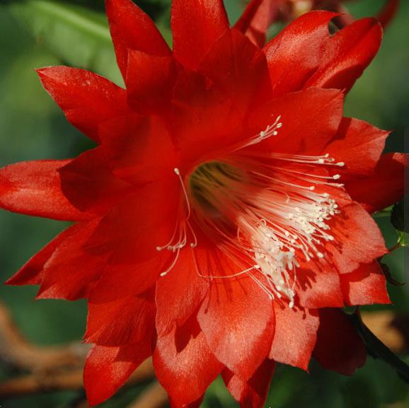  Epiphyllum Cutie Plant